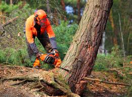 Rio Bravo, TX  Tree Services Company